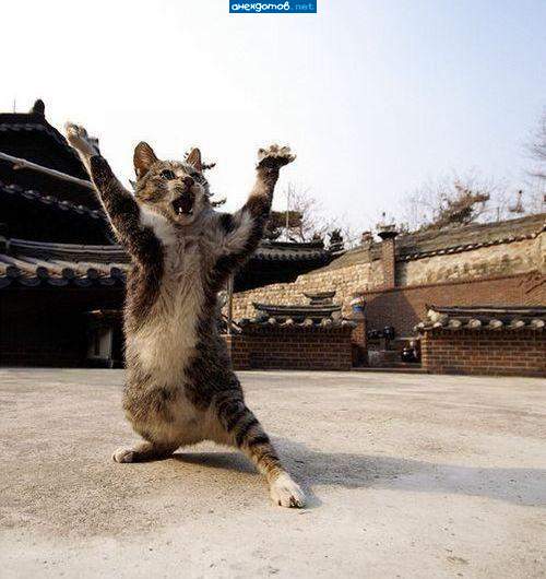 КунгФу Котэ