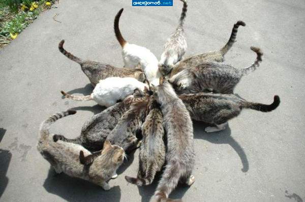 "косминог..."