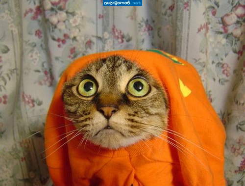 "а где тута кошачий монастырь?"