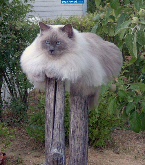 Кошка на курьих ножках