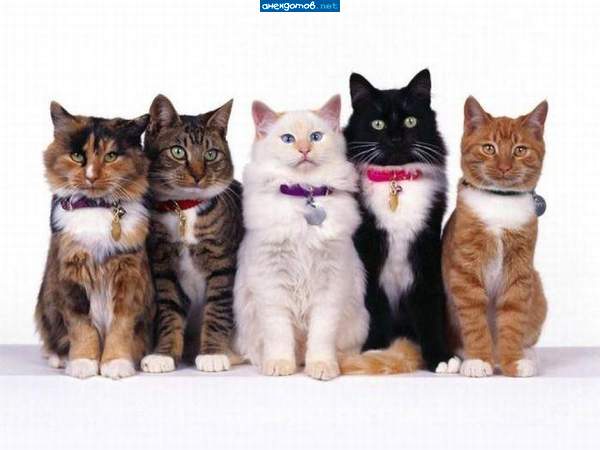 Так, котейки! Кто первый моргнёт, тому - поджопник)))