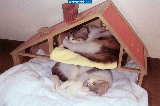 Так вот ты какой - кошкин дом!