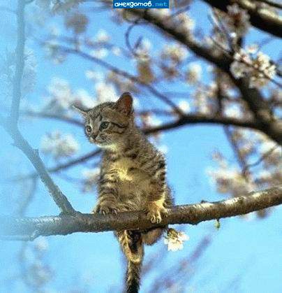 Весна...котэ прилелели...