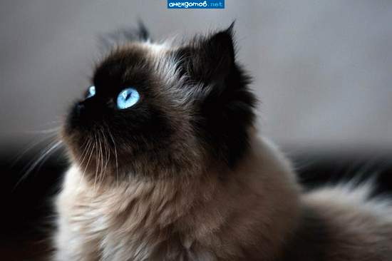 Котенок по имени Гав