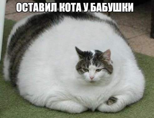 Хозяева этого кота медленно убивают своего кота