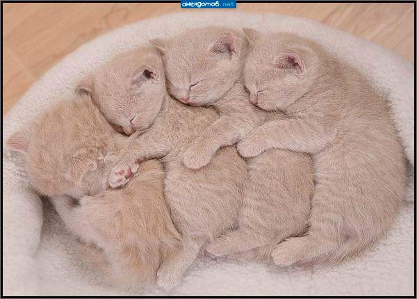 Котопазл
