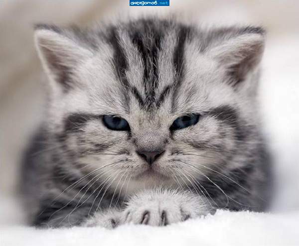 Дон Котлеоне