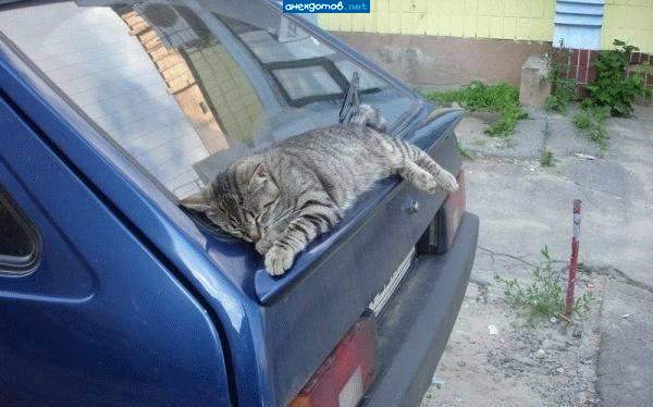 Так это полка для кошаков! А вы все: спойлер! Спойлер!