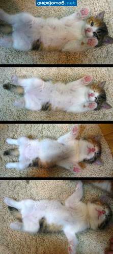 зарядка для кота