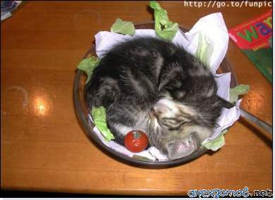 котёнок жареный, котёнок пареный...