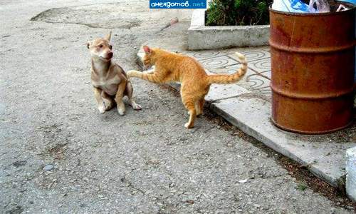 Кот: Бобик, вали отсюда! Это моя мусорка!!!