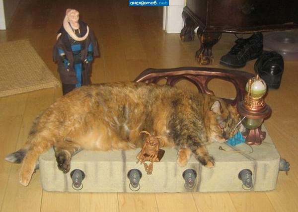 котоалтарь