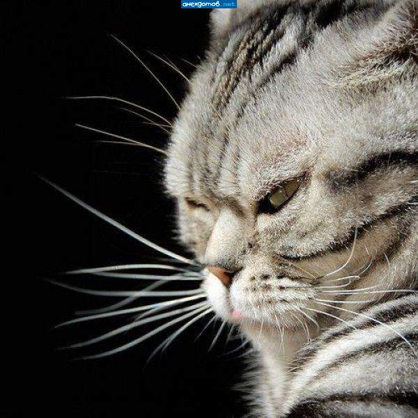 Кот Самурая.
