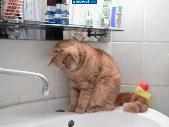 Можно долго смотреть на воду,огонь,и...на кошек!