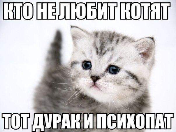 Да кто ж их не любит-то?! И шаурма, и пирожки, и колбаса, и крольчатина.