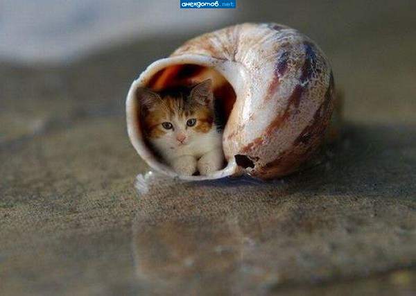 Морской котик
