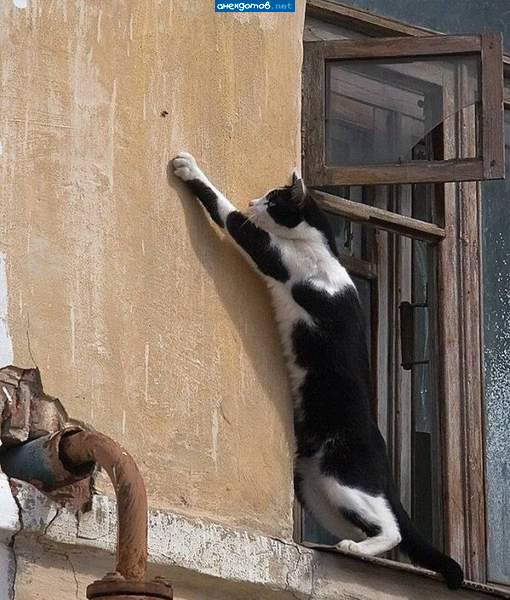 Я тебе Ща пожужу на ушко