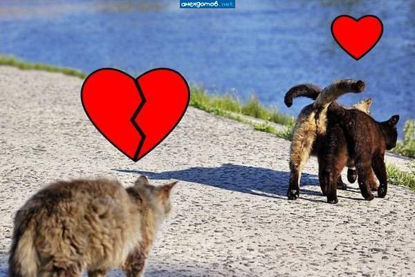 Статус кота: жопа раскалывается.