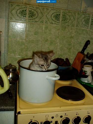 суп с котом