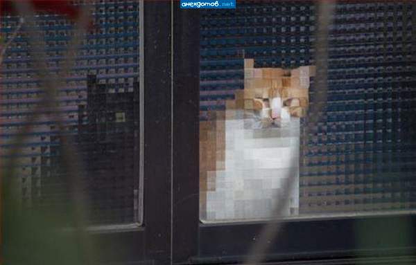 8-битные котэ