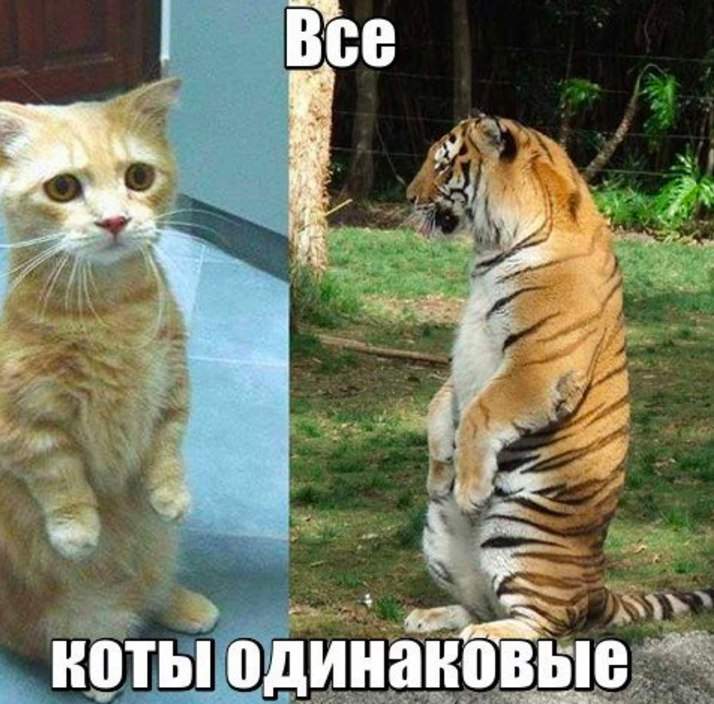 У котика взгляд просящий, а у тигра требующий !