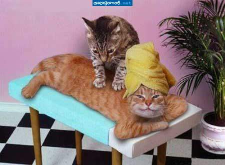 КОТайский массаж