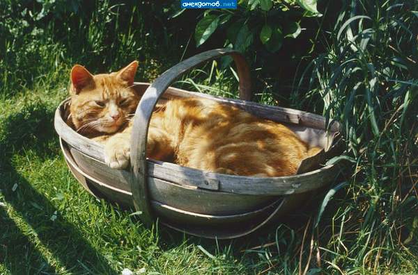 кошкино лукошко