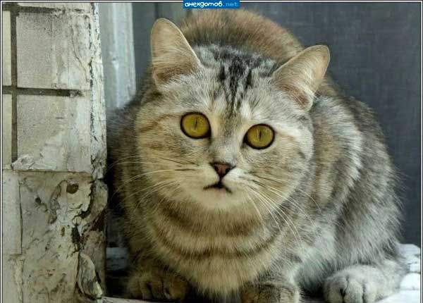 Это как они так вообще?!))