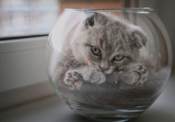 Котэ по-феншую.