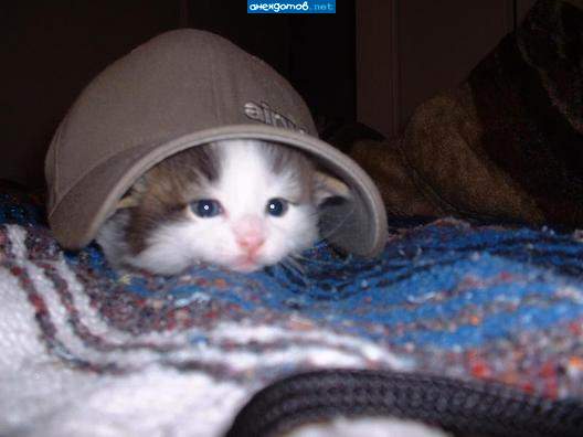 Котокепка))