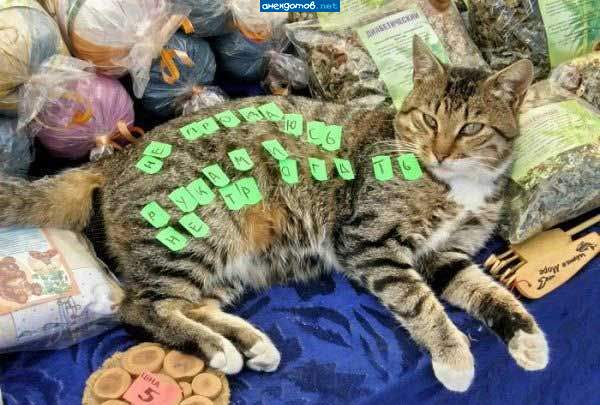 Выложи на коте прикольную фразу и получи скидку!