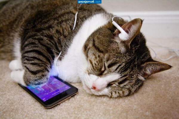 iCat с iPod