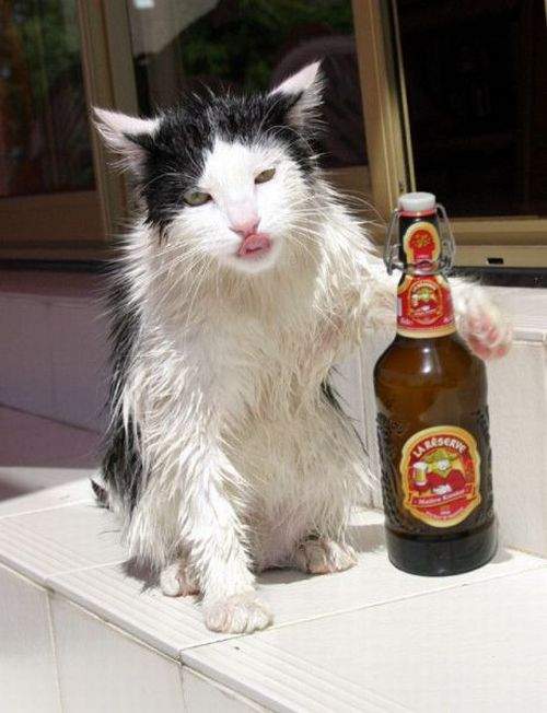 Хозяин, чего котэ мучаешь, сволочь!!!!!