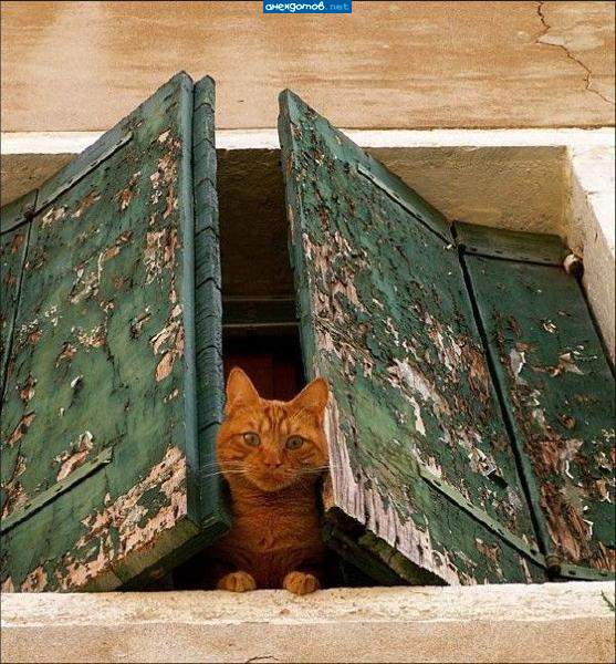 В гостях у сказки для котят
