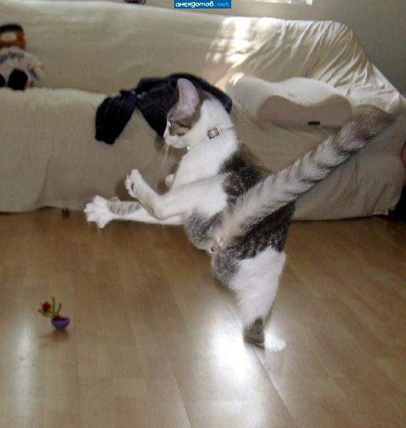 котэ-каратэ