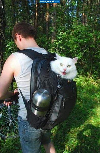 Не садись на пенек, не ешь пирожок