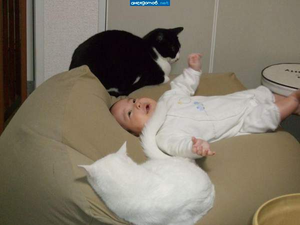 котоняни