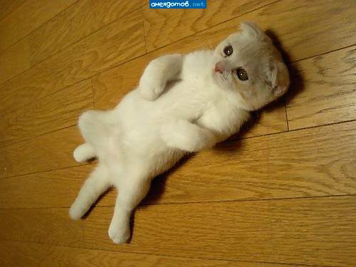 кот спайдер мена