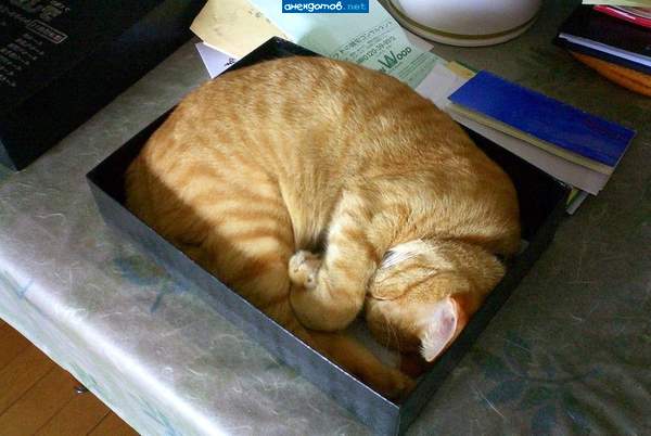 котокоробка