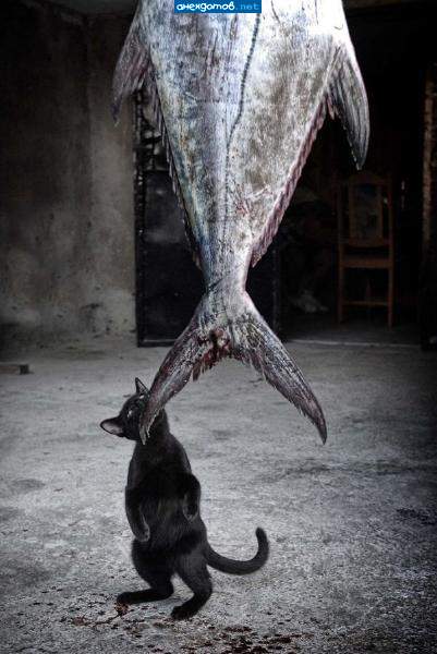 Шо не з’ïм, то понадкусюю…