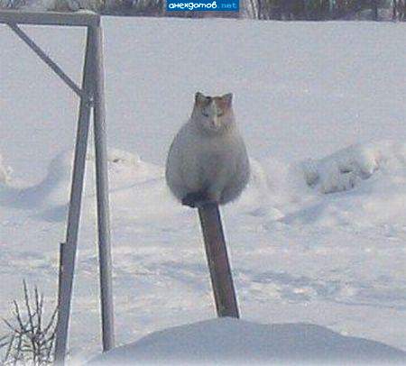 Котэ умеет, а ты?