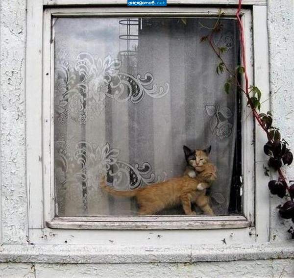 Не могу выйти. Не видишь - женился.