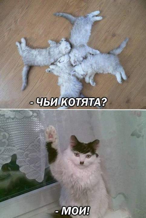 Конечно милые! Особенно гитлер )))