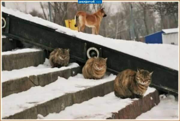 Засада