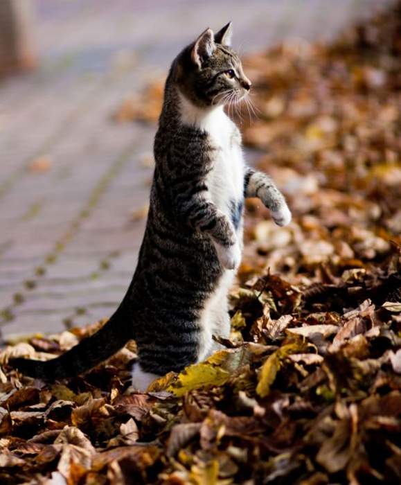 Кошканчик