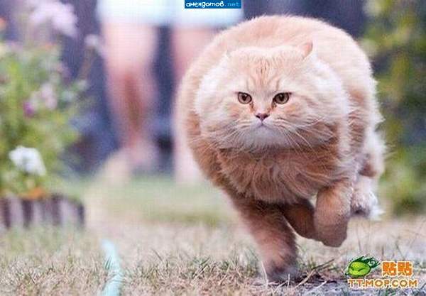 Гром гремит, земля тресётся - это котик наш несётся!!!