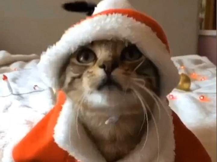 Слышь,хозяин,на дворе март давно,сымай костюм скорее,а то кошки шарахаются!