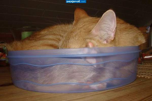 ...А на второе - котятина в собственном соку!