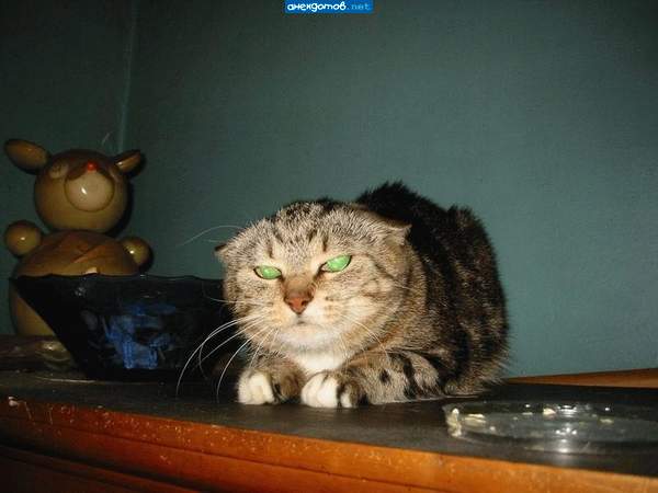 почти манул