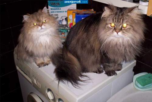 Котики - это не только ценный мех. Это еще и 4 катафота!